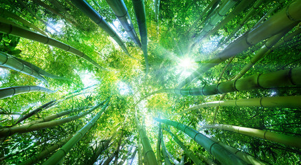 Panele Szklane  Bambusowy Las ze Słońcem