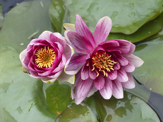 Flowering water lilies in a pond. 