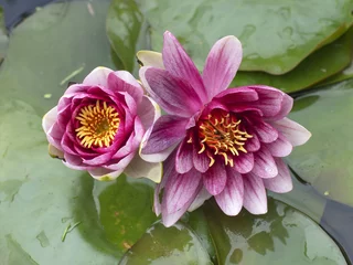 Aluminium Prints Waterlillies Flowering water lilies in a pond. 