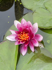 Flowering water lilies in a pond. 