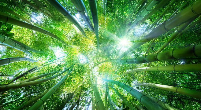 Fototapeta Bamboo Forest With Sunlight  