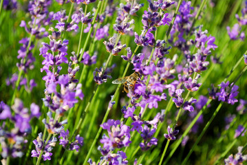 пчела на лаванде