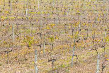 Vineyards in winter, Vale dos Vinhedos valley