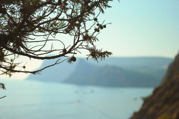 Fototapeta na wymiar A branch of cypress on the sea and mountains in the backgroun