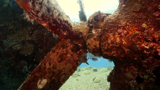 Unterwasser - Riff - Wrack - Schiffswrack - Schwamm - Koralle - Taucher - Tauchen - Curacao - Karibik - 4K