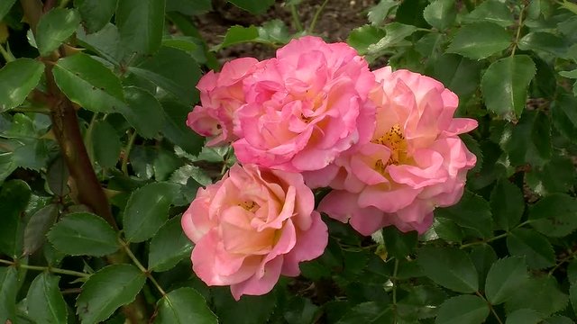 Rosa Rosenblüten bewegen sich leicht im Wind