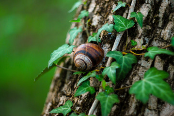 Grape snail on the trunk of a tree