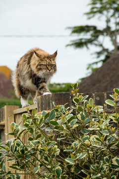 Gatto Maine Coon a caccia