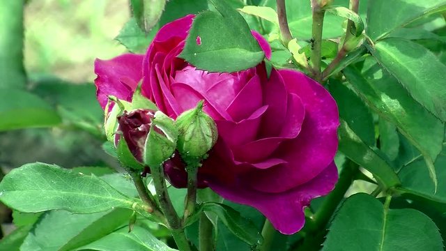 Lila Bl&uuml;te der Rose "Heidi Klum"