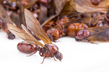 Subterranean ant (Scientific Name is 