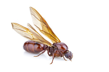 Subterranean ant (Scientific Name is 