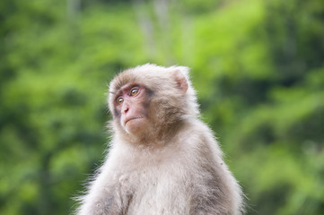Baby Japanese macaque looking cute