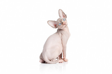 Cat. Canadian sphynx cat kitten on white background