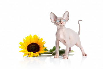 Cat. Canadian sphynx cat kitten on white background