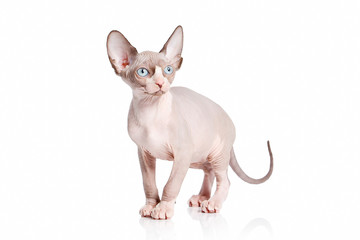 Cat. Canadian sphynx cat kitten on white background