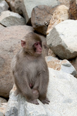Baby Japanese Macaque sat amongst the rocks