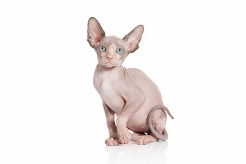 Cat. Canadian sphynx cat kitten on white background