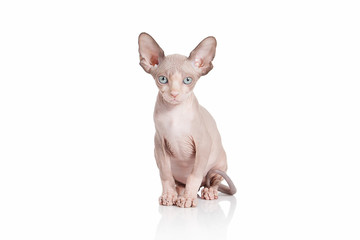 Cat. Canadian sphynx cat kitten on white background