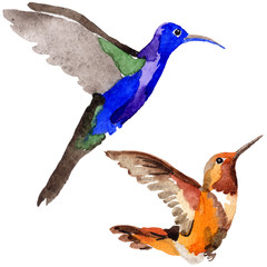 Sky bird colibri in a wildlife by watercolor style isolated. Wild freedom, bird with a flying wings. Aquarelle bird for background, texture, pattern, frame, border or tattoo.