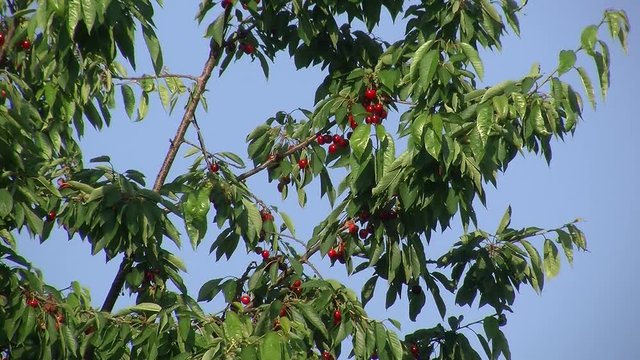 Die Kirschen am Kirschbaum sind reif