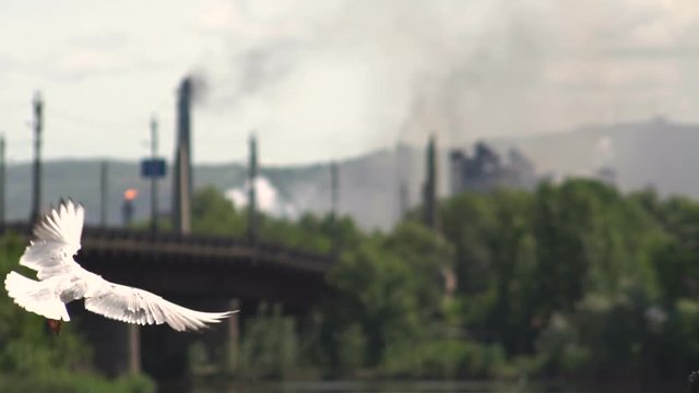 White Gulls on the Background of Pipes Pollution of Air Emissions Factory