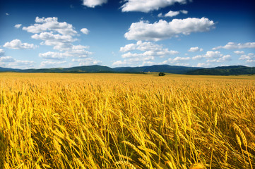 Naklejka premium wheat field at the sunset