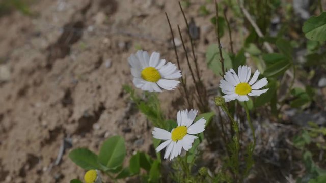 Close up of white chamomile flowering in spring. UltraHD stock footage.
