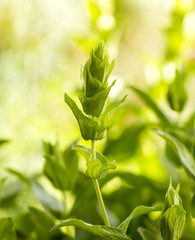tea from epirus Ioannina greece mountain
