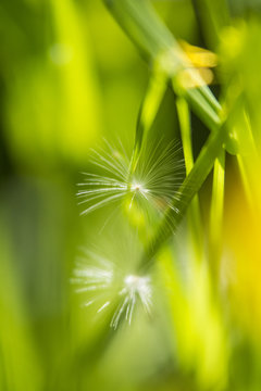Pusteblumensamen