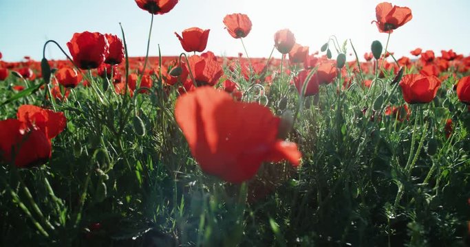 Steadicam shot of a field of red poppies in the highlands, spring, Sunny day, slow motion, POV