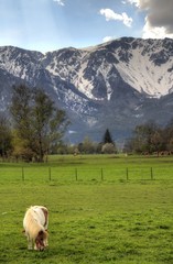 Naklejka na ściany i meble Horse in the Alps