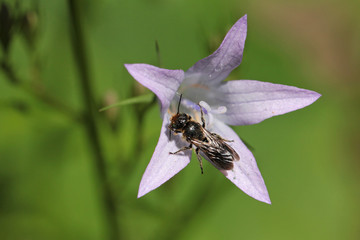 male scissor-bee