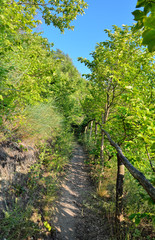 Fototapeta na wymiar Mountain path among thickets of green trees