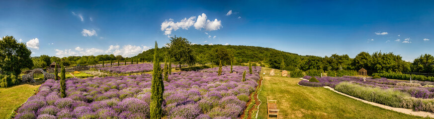 Fototapeta premium Lavender farm panorama