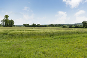 Green Meadow Under Bright  Blue Skies