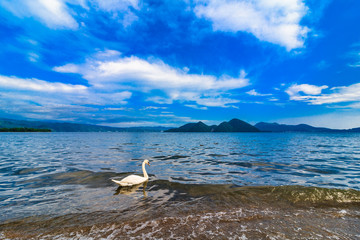 Fototapeta na wymiar 北海道 大自然 洞爺湖と白鳥