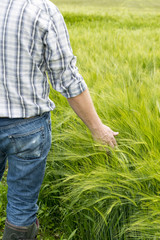 Naklejka na ściany i meble Man's Hand Brushing Over Wheat Plants in Field