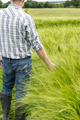 Man Running His Hands Through Wheat Plants