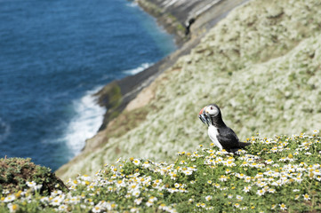 Puffin posing with sand eels. 