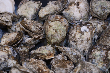 fresh Opened Oysters in market as background