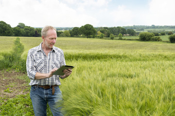 Man in Wide Wheat Field Using a Tablet Computer
