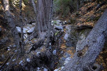 Forgotten Creek