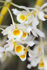 Fototapeta premium close up of beautiful white orchid flower as background.