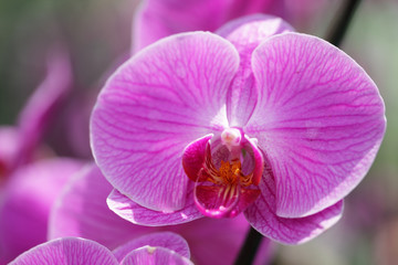 close up of beautiful pink phalaenopsis orchid flower
