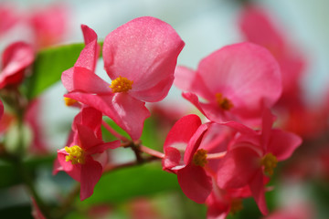 close up of pink begonia flower