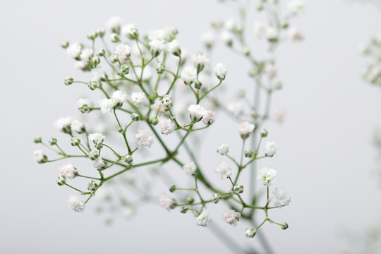 Close up of little white Gypsophila flowers