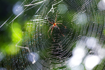 tropical spider on cobweb with beautiful bokeh background.