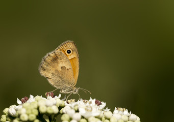 butterfly in green background isolated
