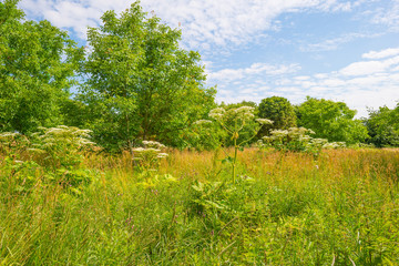 Obraz premium Giant hogweed in a field in sunlight in summer