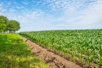 Fototapeta na wymiar Corn growing in a field in summer